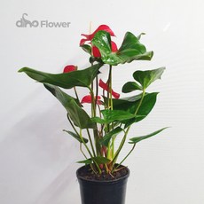 안스리움실버브러쉬