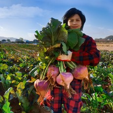 강화도 연미농장 순무5kg (농장직송 싱싱 꿀순무), 1박스, 순무김치 3kg