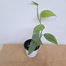 에피프레넘피나텀