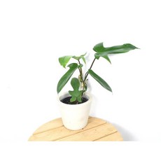 서비내 필로덴드론 '플로리다뷰티' Philodendron Florida Beauty 희귀식물 인테리어 플랜테리어 반려식물 실내식물, 1개