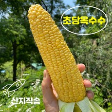 초당옥수수 강원도 옥수수 17cm이상 찰옥수수 특품 초당옥수수 10개, 특품 10개