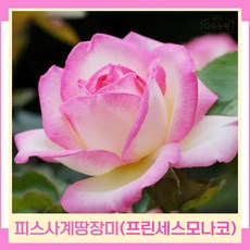 장미나무 묘목 피스사계땅장미 정원 D3 프린세스드모나코 포트묘 1개