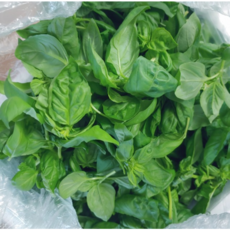 산지직송 국내산 생 바질 500g 생바질잎 생바질 바질 바질잎 바질생잎 바질잎500g 에이스김사장 basil 바질500g Basil 국산생바질, 1개