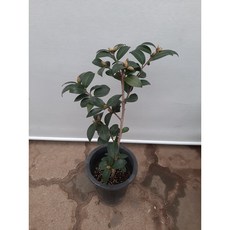 흙동백/중품