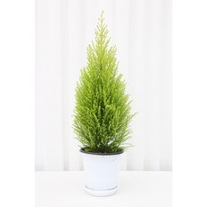 이너프바이제이