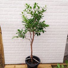 [하늘꽃농원] 붉은 열매가 열리는 구아바나무 큰사이즈