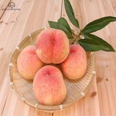 세종식물원 복숭아나무 (접목1년) 묘목 4종 - 황도 백도 향기 천도 사과복숭아 유실수, 2. 백도