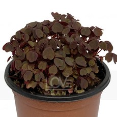 [꽃사랑식물나라] 쿠퍼글로우센셋사랑초 야생화 공기정화식물 식물키우기, 1개