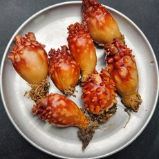 국내산 제철맞은 연안 활 멍게 1kg 5~10미 내외 (푸드), 연안 멍게 1kg 5~10미, 1개