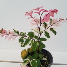 조이플랜트 소코라코