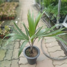 주병야자 나무 샴페인야자 대품 50~80cm 249