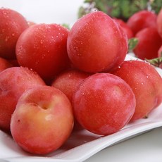 달님식품 산지직송 경북 자두 plum