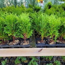 [상록수] 둥근측백(썬키스트) 50cm 묘목(분), 5 부시측백, 3개