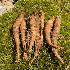 유기농 강원도 정선 산더덕 대 1kg, 1개