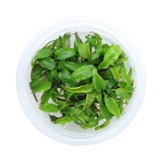 크립토코리네 누리2 조직배양 수초