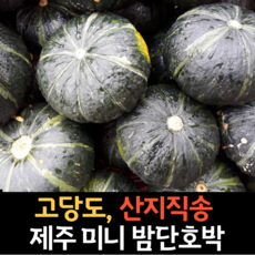 제주도 미니 단호박 ( 미니 밤호박 ) 보우짱 2kg 3kg 5kg 10kg, 제주 미니 밤단호박 3kg