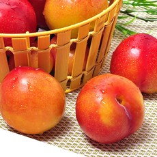 [오늘담은] 후무사자두 1kg / 개당 60g 내외