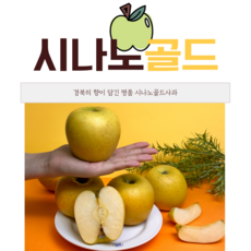 사과 시나노골드 황금사과 명품사과 사과선물, 1개, (가정용)중소과~중과 5kg