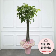 에코플랜트 금전수 개업 화분 집들이 선물 승진 사무실 이전 병원 개원 식당 개업식 축하 화분 배달 [서울 경기 당일배송]<토요일 오후 일요일 주문건 월요일배송>, 06. 파키라, 1개