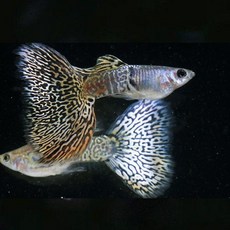 77a912dadadf9cb5ee301f453642965e213c7ab43acd497ef00f67f72f15.jpg