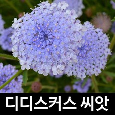 디디스커스
