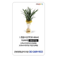 전시회선물 취업 승진 축하 동양란, 1개