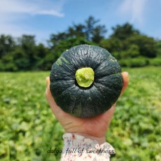 달가 제주 미니 밤호박 보우짱 미니 단호박, 1개, 미니 밤호박 3kg 소과8/15과 내외