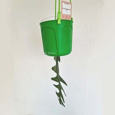 피쉬본테라리움