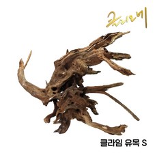 CL 가지유목(S)20~30cm, 1개