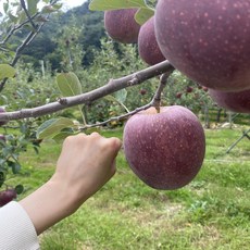 출고시작 당도보장 특품 문경감홍사과 3kg 5kg 감홍 양광 엔부 사과, 완판 감홍 9-10과