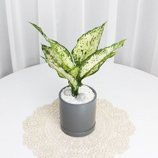 스노우사파이어