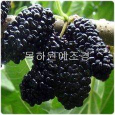 목하원예조경 슈퍼왕오디(접목1년특묘)