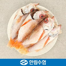 제주금태