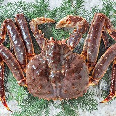 활 브라운 킹크랩 수율보장 레드 킹크랩 찜비 무료, 1개, 활 레드 킹크랩 2.5kg