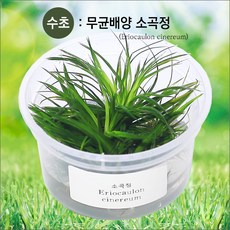 소곡정