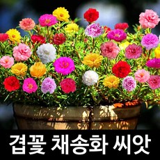 겹채송화