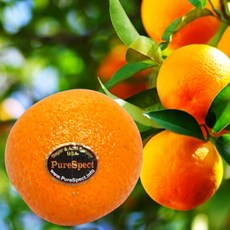 [당도보장] 오렌지 블랙라벨 최고등급 프리미엄 고당도 가정용 선물용 추천 인피솔