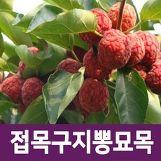 [나무의모든것] 접목구지뽕나무묘목 접목2년생