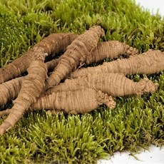 유기농 강원도 정선 산더덕 1kg 한방 사삼, 1개, 유기농 강원도 정선 산더덕 중 1kg