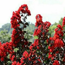 단홍테이블앤한복