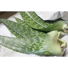 국산] 껍질 채 먹는 식용 생 알로에 사포나리아 생잎 생알로에 껍질째먹는, 1박스, 2kg