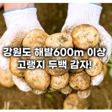 강원도두백감자