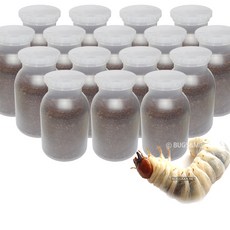 사슴벌레애벌레