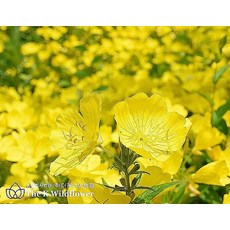 [더케이 야생화] 노랑낮달맞이(10cm화분)