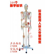 장기모형 한의원 대 리얼크기의 골조모형 인체뼈 7cm75cm 의료용 침구추나포, 01 A타입170cm클래식골조신경추간판
