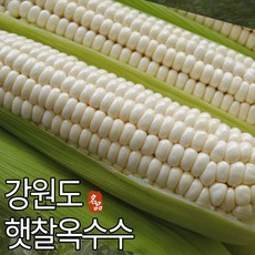 홍천사람들찰옥수수