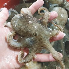 당일조업 태안 서해안 활 쭈꾸미 생물쭈꾸미 냉동 1kg 1개, 급냉 1kg(대/9미내외/중국)