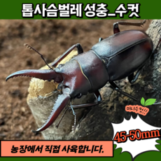 사슴벌레애벌레
