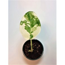 알로카시아마크로리자