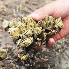기타 [춘백이네어부장터] 자연산 거북손 2kg (냉동), 1개